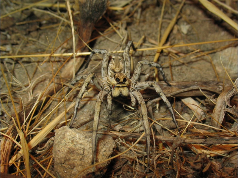 Allocosa oculata - Sud Sardegna (CA)